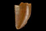 Serrated, Raptor Tooth - Real Dinosaur Tooth #115964-1